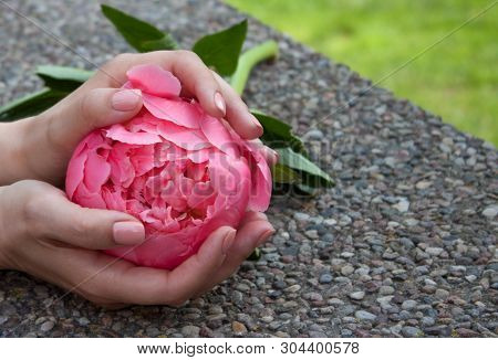 Pink Bloomed Peony In Hands With Beautiful Manicure.