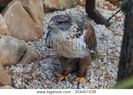 The Ferruginous Hawk Stands On Gravel Full Body