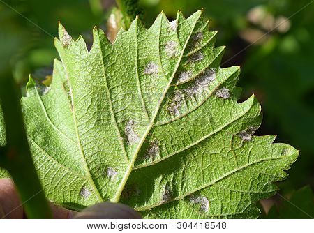 Manifestations Of Mildew On A Grape Leaf Close-up.