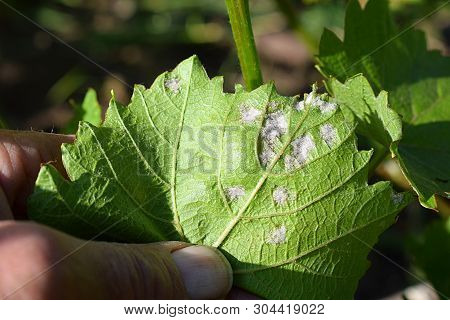 Manifestations Of Mildew On A Grape Leaf Close-up.