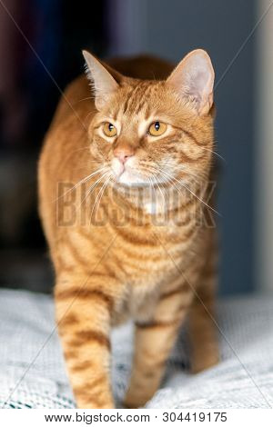 Orange And Furry Tabby Cat Walks Across The Upholstery With Whiskerys Spread And Eyes Alert.