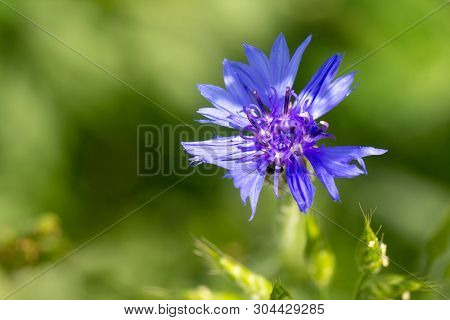 Beautiful Flowers Of A Wolf On A Green Meadow On A Warm Summer Day After The Rain.
