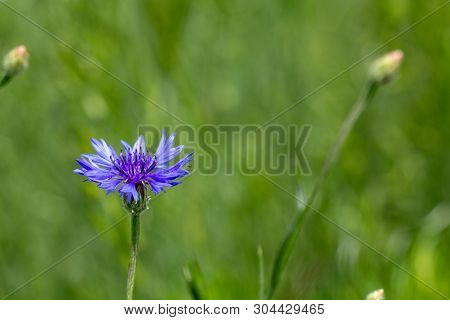 Beautiful Flowers Of A Wolf On A Green Meadow On A Warm Summer Day After The Rain.