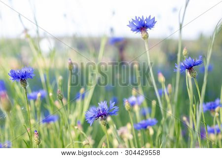 Beautiful Flowers Of A Wolf On A Green Meadow On A Warm Summer Day After The Rain.