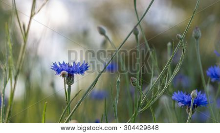 Beautiful Flowers Of A Wolf On A Green Meadow On A Warm Summer Day After The Rain.