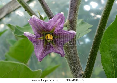 Violet Flower Of The Eggplant On Branch.