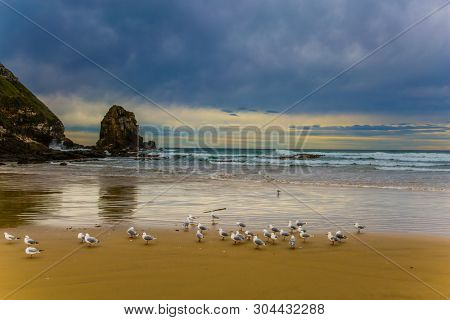  Flock of cormorants resting on the beach. Cannibal Bay on the South Island, New Zealand. Wide beach with white sand and blue-green water. The concept of ecological, active and phototourism  