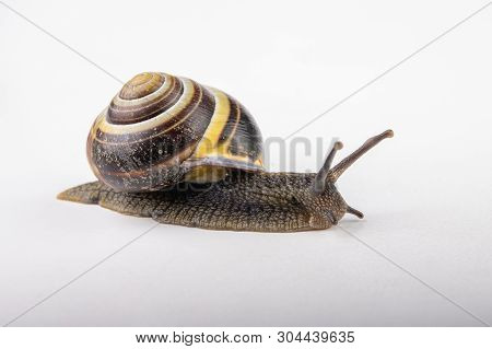 Snail With A Colorful Shell On A White Table. Garden Snail With Advanced Feelers.
