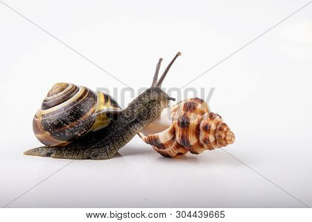 Live Snail And Empty Mushes Left On A Light Table. Snail In Search Of A New Home.