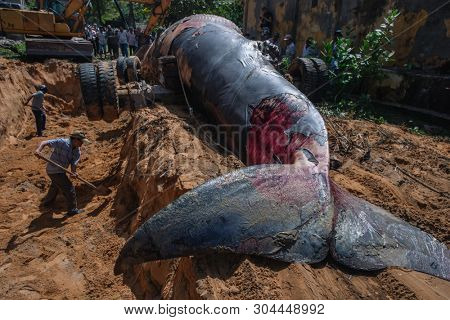 29 may 2019 MuiNe, Vietnam. Beached blue whale (scientific name: Balaenoptera musculus) was found deaded and pulled out by a crowd of people and escalator. Then buried by locals according to tradition