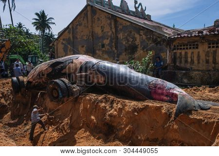29 may 2019 MuiNe, Vietnam. Beached blue whale (scientific name: Balaenoptera musculus) was found deaded and pulled out by a crowd of people and escalator. Then buried by locals according to tradition