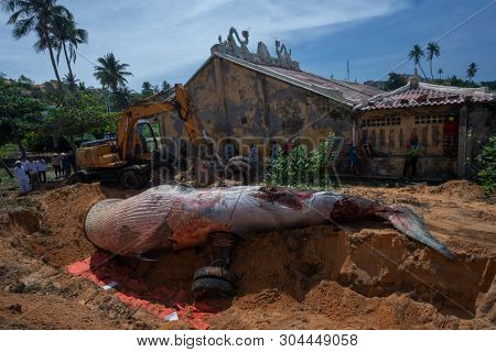 29 may 2019 MuiNe, Vietnam. Beached blue whale (scientific name: Balaenoptera musculus) was found deaded and pulled out by a crowd of people and escalator. Then buried by locals according to tradition