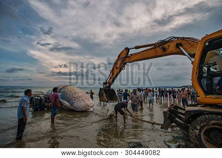 29 may 2019 MuiNe, Vietnam. Beached blue whale (scientific name: Balaenoptera musculus) was found deaded and pulled out by a crowd of people and escalator. Then buried by locals according to tradition