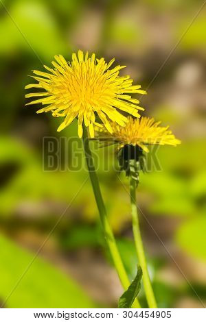 Close Up Of A Pair Of Yellow Dandlions Basking In The Morning Sun.