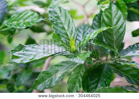 Young Leaves Of Green Flowers After Rain