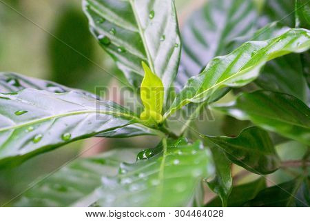 Young Leaves Of Green Flowers After Rain