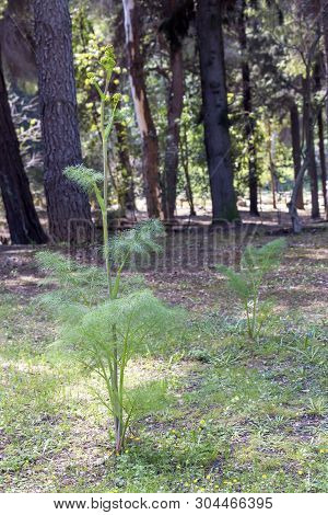 Large Plant (ferula Communis) Grows Close-up In Spring Park