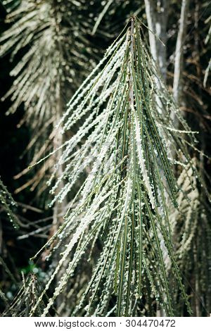 Fierce Lancewood, Pseudopanax Ferox, The Toothed Lancewood Or Horoeka, Is A Small Tree Endemic To Ne