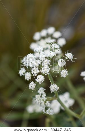 Close-up Image Of Gingidia Montana Commonly Known As  Mountain Carrot