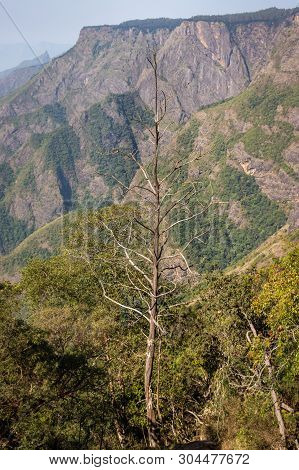 Isolated Tree With Mountain Background Image Taken At Kodaikanal Tamilnadu India From Top Of The Hil