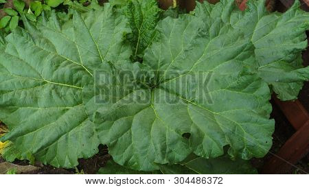 Leaves Of Rhubarb Growing In The Garden. First Vitamins.