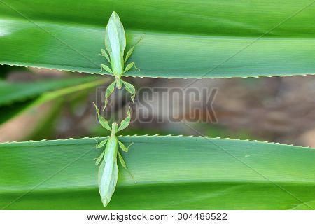 Green Leaf Insect On The Leaves And The Natural Background.