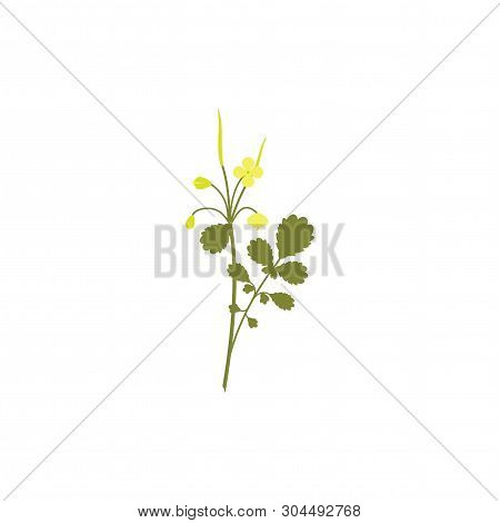 Wildflower With Leaves And Stem Isolated On White. Greater Celandine. Inflorescence With Little Yell