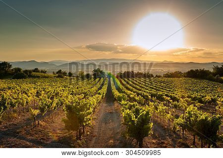 Vineyard At Sunset. A Plantation Of Grapevines. Hilly Mediterranean Landscape, South France, Europe