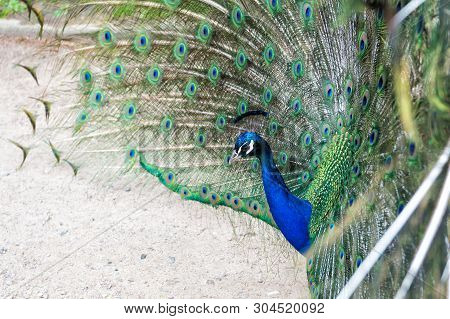 Natural Beauty. Peacock Bird. Zoo Concept. Peacock In Natural Environment Nature Background. Male Pe