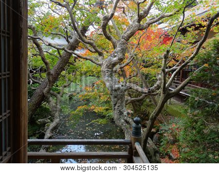 Beautiful View Of A Maple Leaf Tree, During Autumn, Located At The Eikando Temple (also Known As Zen