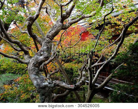 Beautiful View Of A Maple Leaf Tree, During Autumn, Located At The Eikando Temple (also Known As Zen