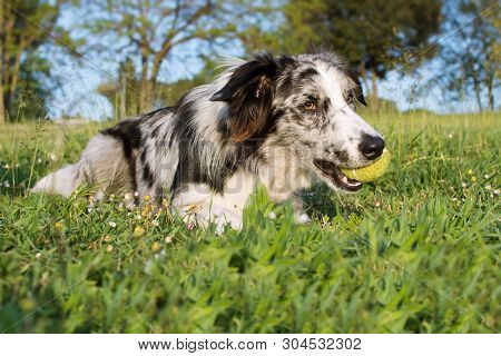Border Collie Dog Playing A Ball And Lying Down At Park