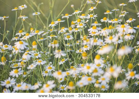 Matricaria Chamomille (camomile, Wild Chamomile Or Scented Mayweed) In Bloom, Aromatic Clusters Of F