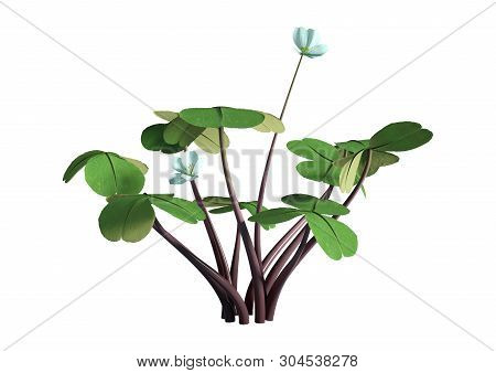 3D Rendering Wood Sorrel Flowers On White