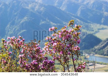Blooming Rhododendron With Purple Flowers In Mountains. Closeup Of Bush On Summer Day In Altai, Sibe
