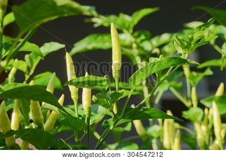 Close Up Of Chilli With Green Leaves Background And Texture.