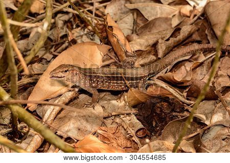Female Saint Lucia Whiptail Lizard (cnemidophorus Vanzoi)