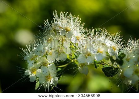 Blooming Bush Of Spirea. Spring Time. Spirea Blossom