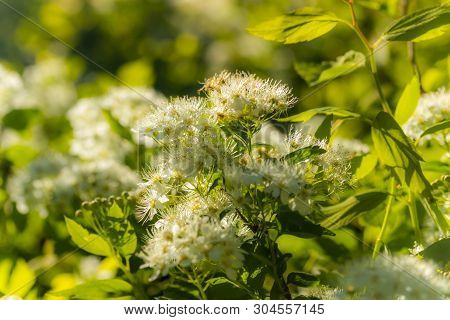 Blooming Bush Of Spirea. Spring Time. Spirea Blossom