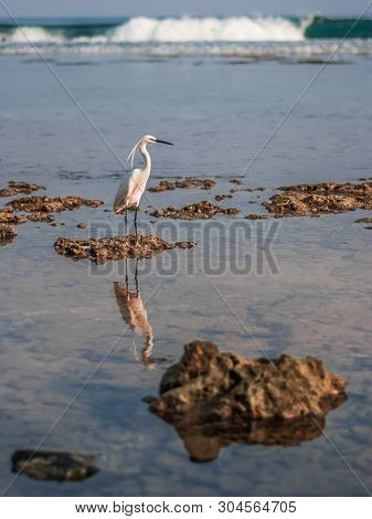 Little Egret Stands On A Coral Reef In In Hikkaduwa, Sri Lanka