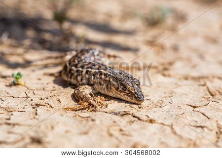 Steppe Runner Lizard Or Eremias Arguta On Dry Ground Close