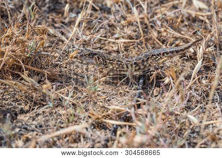 Steppe Runner Lizard Or Eremias Arguta In Dry Grass Close