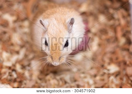 The Mongolian Gerbil Of A Coloring Of An Aguta Gave Birth To Little Mice.