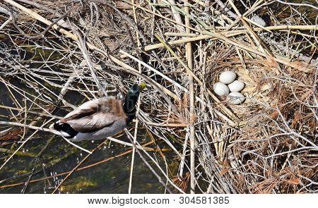 Nest With Duck Eggs In Foix River Mouth In The Province Of Barcelona