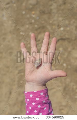 The Hand With The Shell On Sand Background. Childrens Hand Holding A Shell On The Palm.