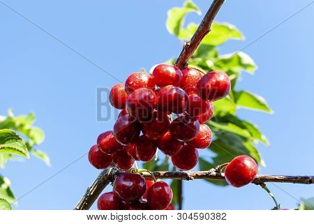 Big Red Cherries With Leaves And Stalks. Good Harvest Of Juicy Ripe Cherries. Cluster Of Ripe Cherri