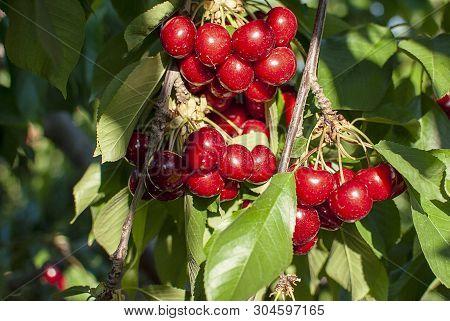 Cherry With Leaf And Stalk. Cherries With Leaves And Stalks. Big Variety Of Cherries. Varieties: Fri