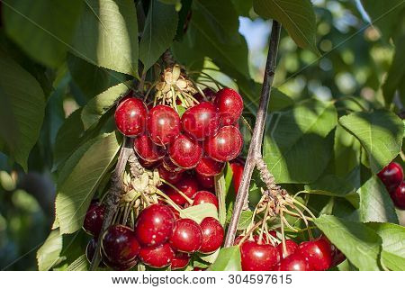 Cherry With Leaf And Stalk. Cherries With Leaves And Stalks. Big Variety Of Cherries. Varieties: Fri