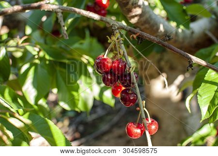 Cherry With Leaf And Stalk. Cherries With Leaves And Stalks. Big Variety Of Cherries. Varieties: Fri
