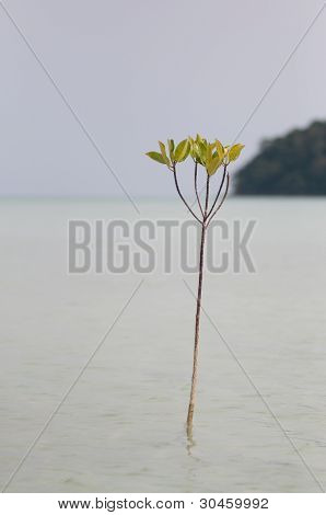 Isola di Surin, southren su Thailandia
